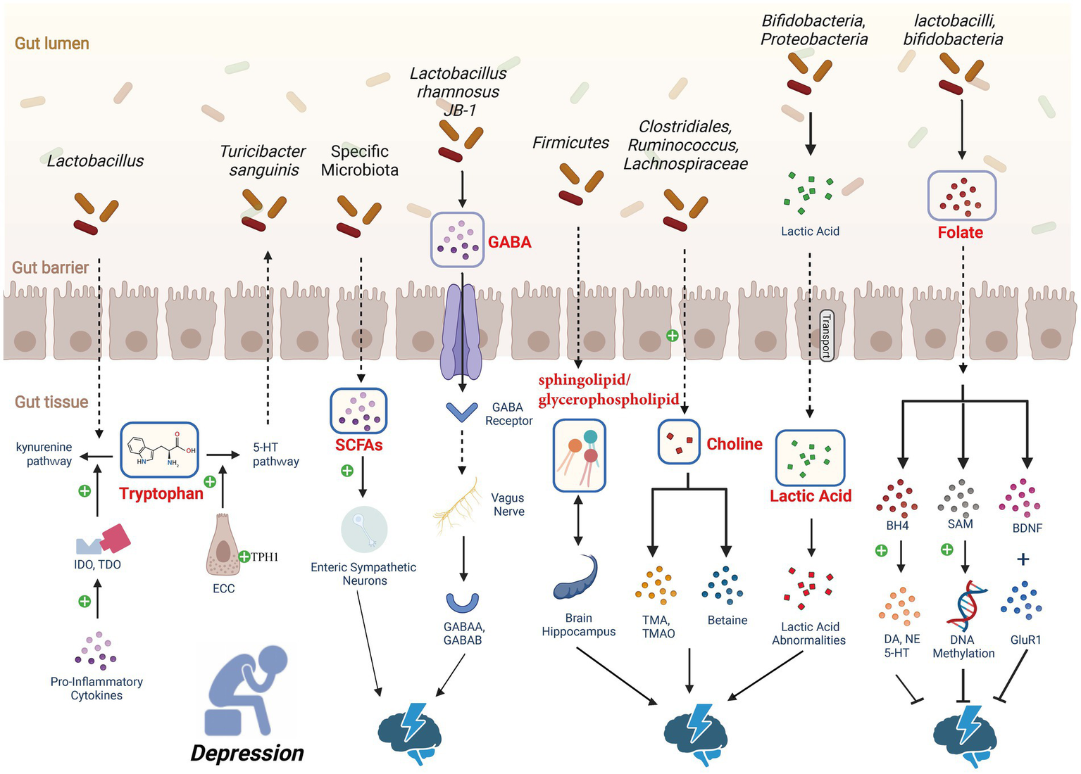 Depression-associated gut microbes paper figure