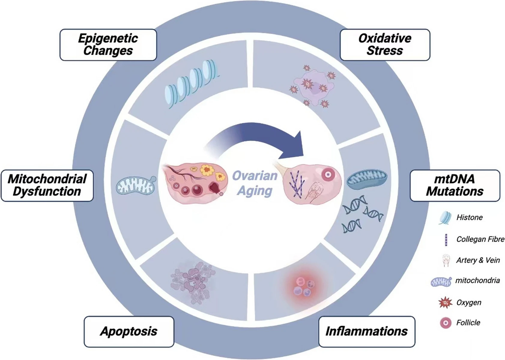 NAD metabolism and ovarian aging paper figure